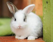 Image result for cute bunny breeds