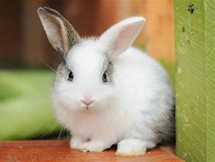 Image result for Adorable Rabbits