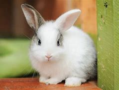 Image result for Cute Puppies and Bunnies