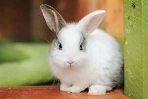 Image result for Wild White Baby Bunnies