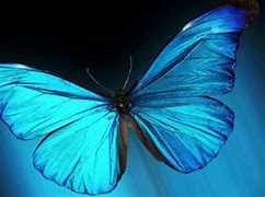 Image result for Iridescent Butterfly Wings