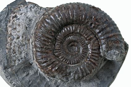 Image result for Shell Fossils Identification