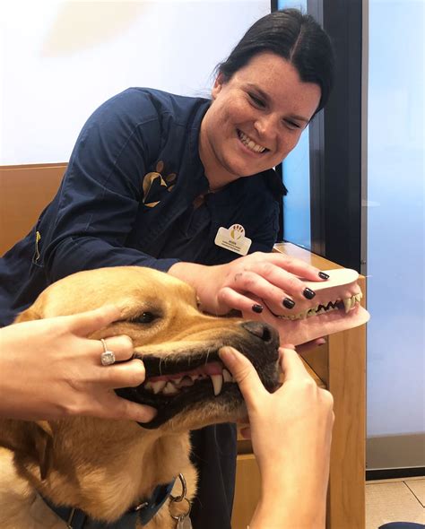 Advanced Veterinary Dental Care in New York City | Heart of Chelsea ...