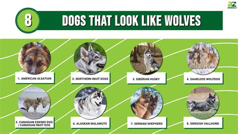 Dogs that Look Like Wolves | 10 Wolf-Like Dogs | AZ Animals