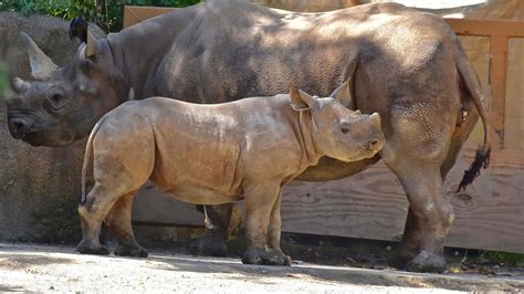 [100+] Zoo Animals Pictures | Wallpapers.com