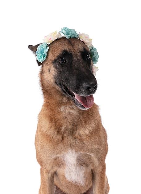 Belgian shepherd with blue flowers | Premium Photo