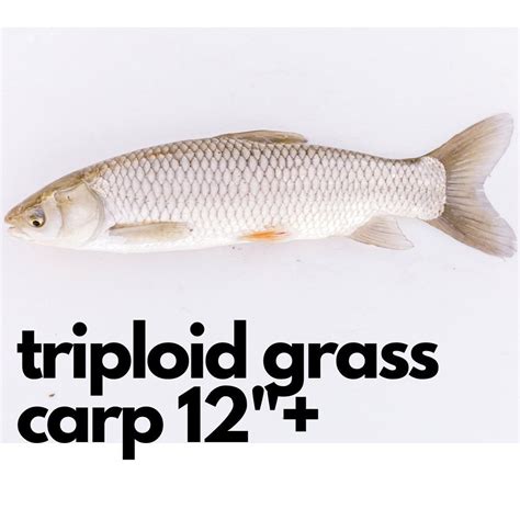 Shop All - Page 1 - Sport Fish Direct