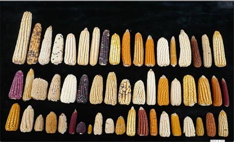 玉米种子图册_360百科