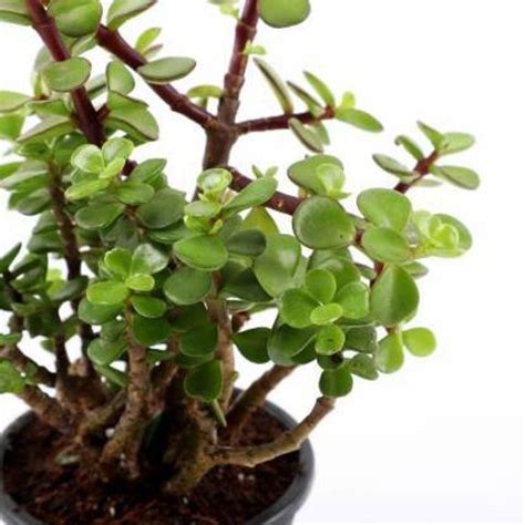 happy planters Jade Plant Price in India - Buy happy planters Jade ...
