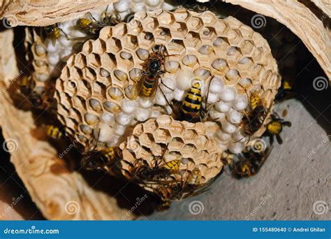 Nest of European Hornets Vespa Crabro Stock Photo - Image of insect ...