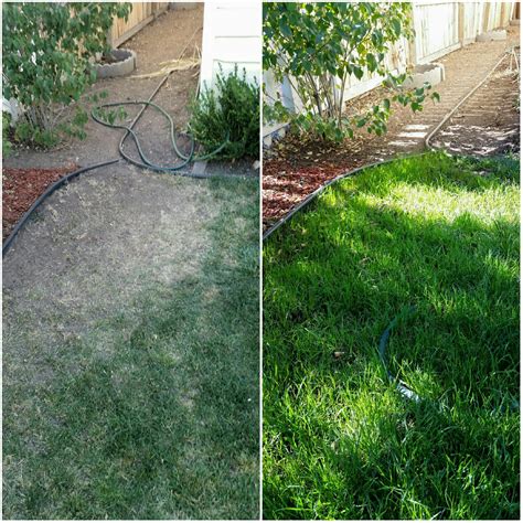 Reseed Lawn In Winter