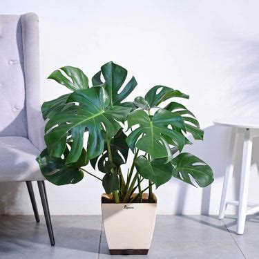 Buy Large Monstera Deliciosa Plant | Lush & Exotic – Ugaoo