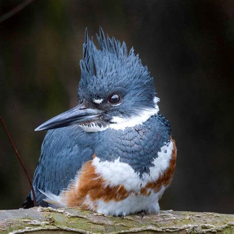 Belted Kingfisher - Columbus Audubon