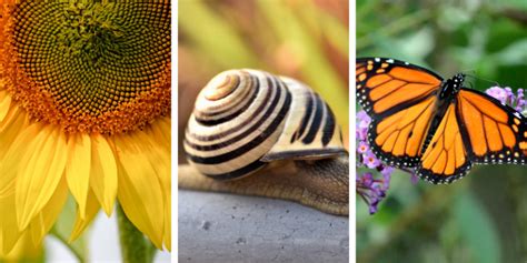 Image result for Patterns in Nature