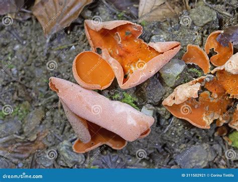 Aleuria Aurantia (orange Peel Fungus) is a Widespread Ascomycete Fungus ...