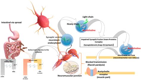 Clostridium Botulinum Diagram