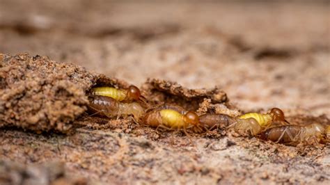 Mud Tube Termite: Protect Your Home from Silent Destroyers