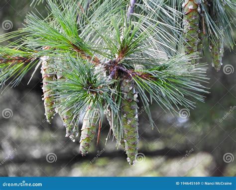 White Pine Tree Sap Covers Pinecones Stock Image - Image of sticky, tree: 194645169