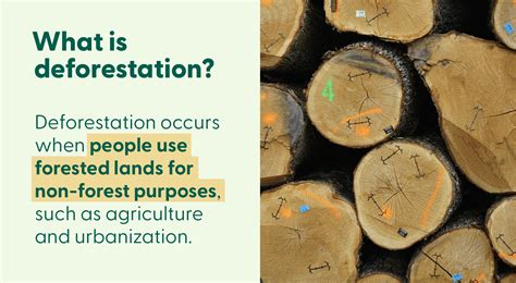 What is deforestation—and how do we prevent it? | fsc.org