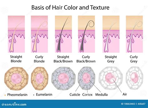 Different Hair Textures