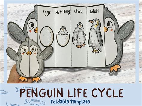 Foldable Penguin Life Cycle Learning Activity for Kids | A4 and 11x8.5 ...