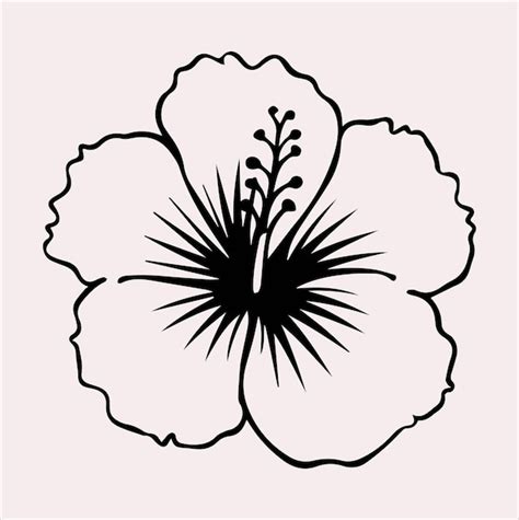 Hibiscus flower line art silhouette vector on a white background ...