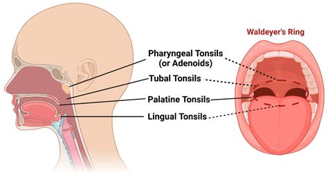 How Long Does It Take For Adenoids To Grow Back After Surgery