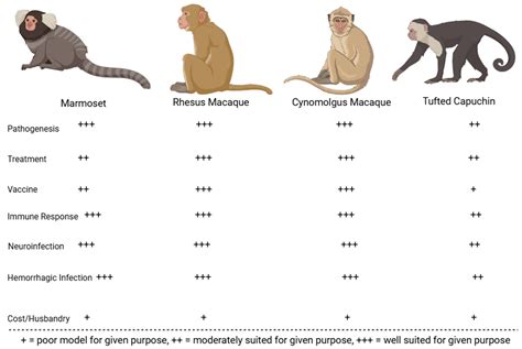 Animal Models of Pathogenic New World Arenaviruses