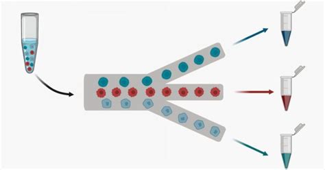 Image result for Microfluidic Cell Sorting