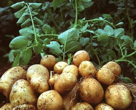 种植马铃薯该怎么科学施肥？ - 壹读