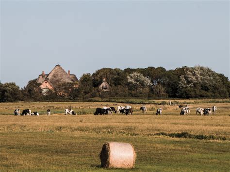 Country life. Part 1 — lesson. International English Language, General ...