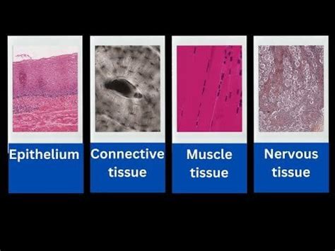 Basic Tissues 的图像结果