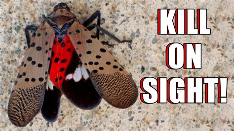 If You See a Spotted Lanternfly, Kill It on Sight