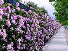 fiori profumati da giardino siepi profumate siepi siepi con piante profumate fiori profumati da giardino siepi profumate siepi siepi con piante profumate