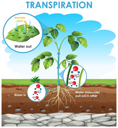 Mechanism of water transportation in plants — lesson. Science CBSE ...