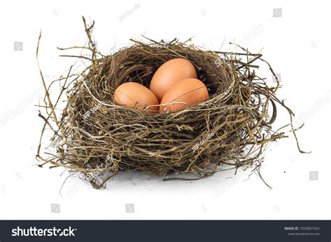 Three Eggs in a Real Bird Nest