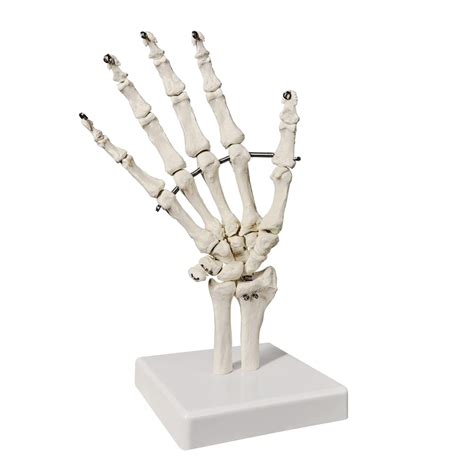 Buy Evotech Hand Skeleton Model with Articulated Joints, Shows Ulna and ...