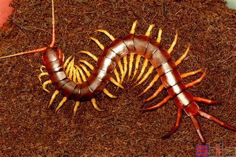10000米长的蜈蚣，工地发现的超巨型蜈蚣(附图片和视频) — 奇闻呀