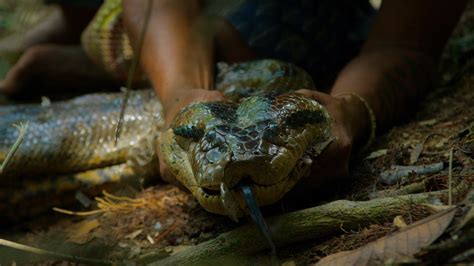 Giant Anaconda Species Discovered in Amazon - Rare Footage Reveals ...