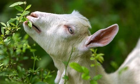 Academic Calendar | Denison University