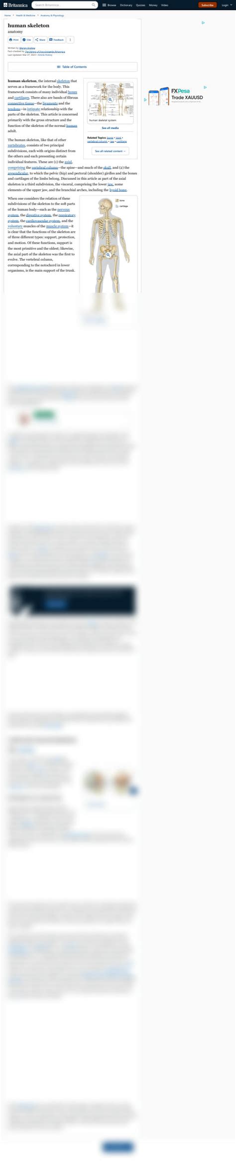 Image result for Human Skeleton Function