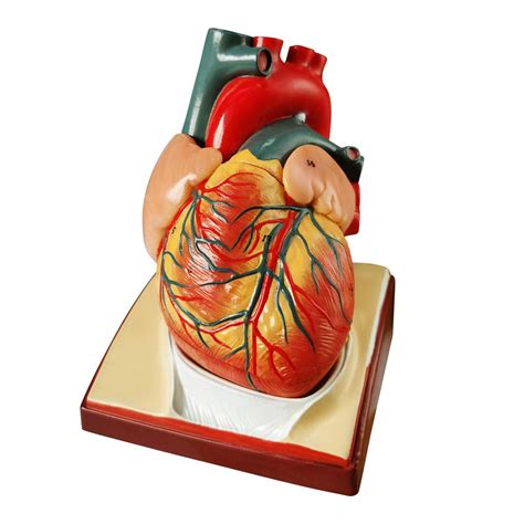 Buy 2024 Newest Design Life Size Human Heart Model,2-Parts 1:1 ...