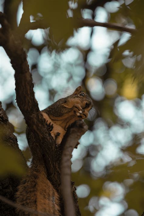 Liteblue.Usps.Gov Twig Photos, Download The BEST Free Liteblue.Usps.Gov ...