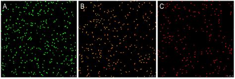 Anti-Vibrio parahaemolyticus Mechanism of Hexanal and Its Inhibitory ...