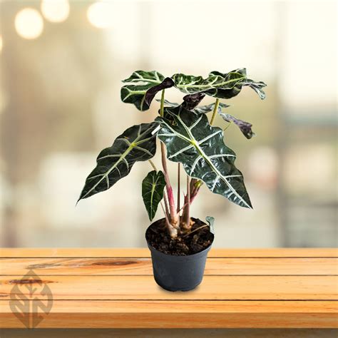 Barman Nursery | Home