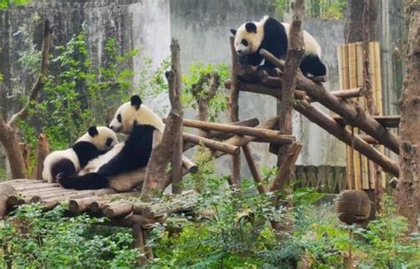 https://www.chinaxiantour.com/media/2023/02/chengdu-panda12.jpg