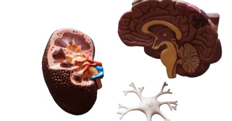 Total Protein Albumin-Globulin (a/g) Ratio at ₹349 – healthcare nt sickcare