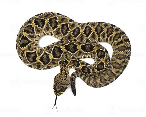 Eastern Diamondback rattlesnake - crotalus adamanteus isolated on white ...