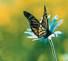 fiori di loto e farfalle petali di loto trasformarsi in farfalla o m aivanhov fiori di loto e farfalle petali di loto trasformarsi in farfalla o m aivanhov