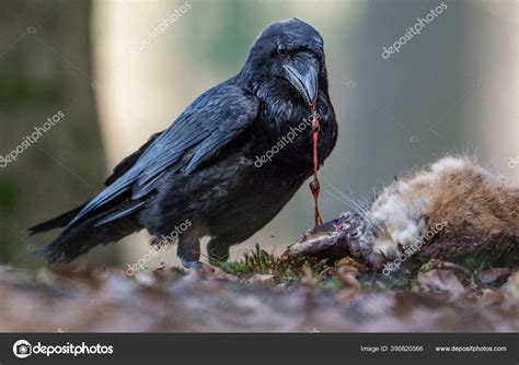 Image result for Toad Eating Raven